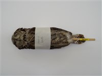 藏品(領角鴞)的圖片